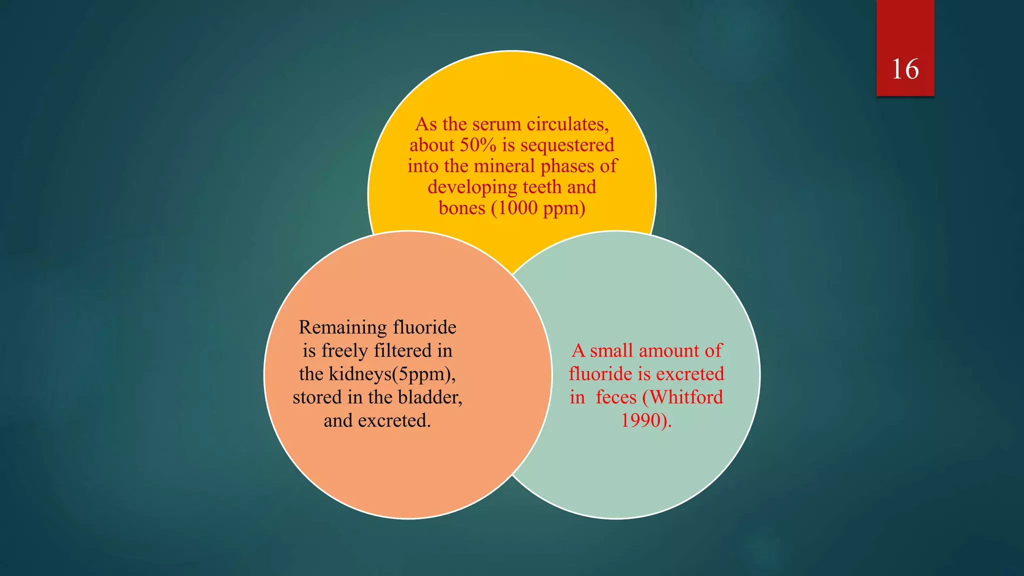 As the serum circulates,
about 50% is sequestered
into the mineral phases of
developing teeth and
bones (1000 ppm)
A small amount of
fluoride is excreted
in feces (Whitford
1990).
Remaining fluoride
is freely filtered in
the kidneys(5ppm),
stored in the bladder,
and excreted.
16
 