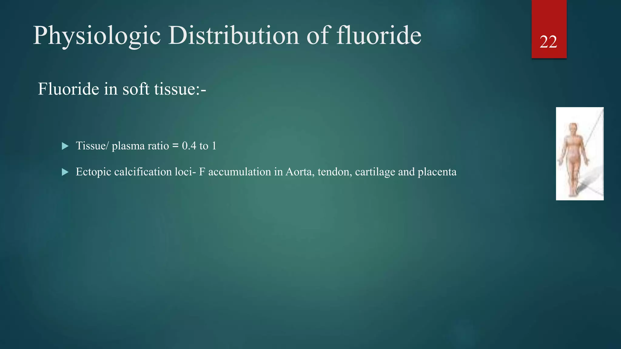 Fluoride in soft tissue:-
 Tissue/ plasma ratio = 0.4 to 1
 Ectopic calcification loci- F accumulation in Aorta, tendon, cartilage and placenta
22Physiologic Distribution of fluoride
 