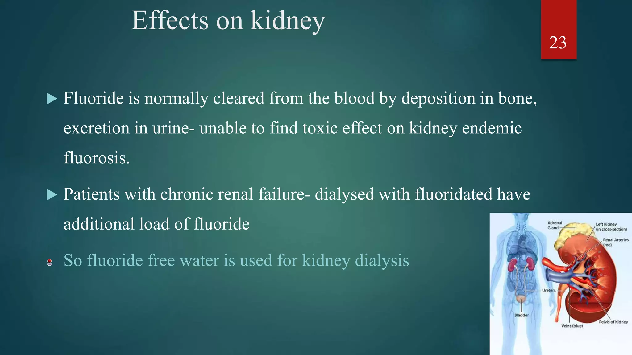 Effects on kidney
 Fluoride is normally cleared from the blood by deposition in bone,
excretion in urine- unable to find toxic effect on kidney endemic
fluorosis.
 Patients with chronic renal failure- dialysed with fluoridated have
additional load of fluoride
So fluoride free water is used for kidney dialysis
23
 