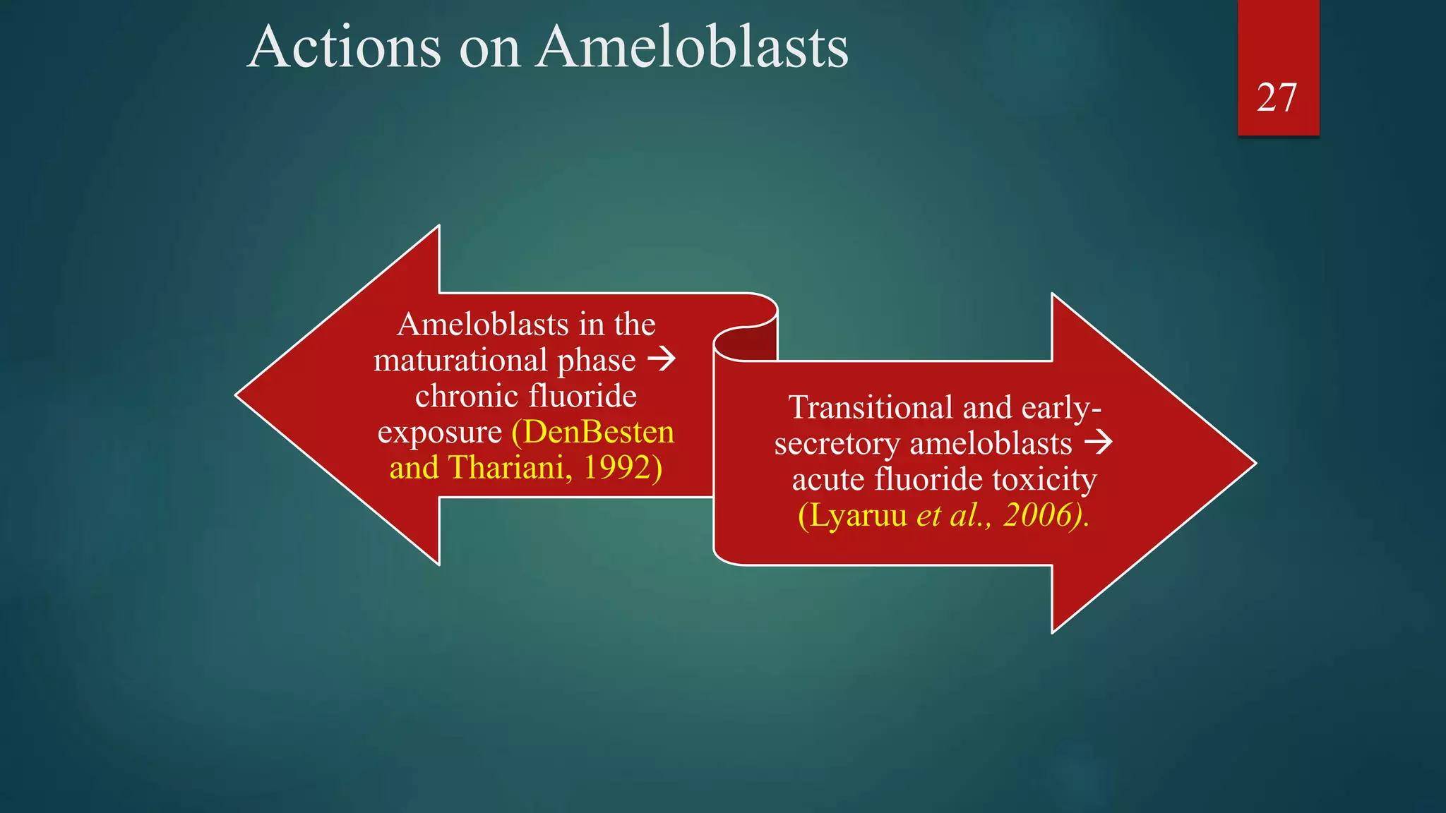 Actions on Ameloblasts
Ameloblasts in the
maturational phase 
chronic fluoride
exposure (DenBesten
and Thariani, 1992)
Transitional and early-
secretory ameloblasts 
acute fluoride toxicity
(Lyaruu et al., 2006).
27
 