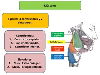 9. anatomia y fisiologia de la faringe (Otorrinolaringologia) PPT