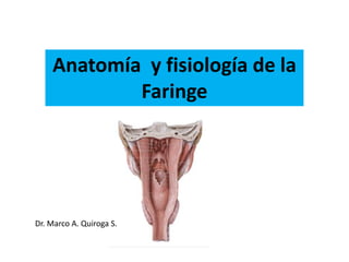Anatomía y fisiología de la
Faringe
Dr. Marco A. Quiroga S.
 