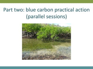 Part two: blue carbon practical action
(parallel sessions)
 