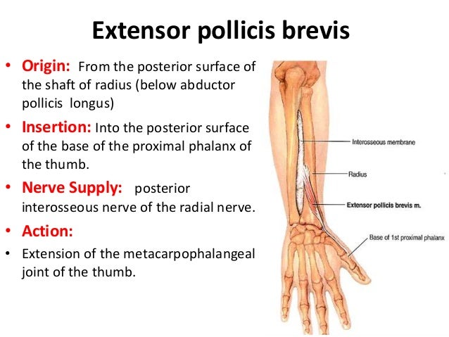 9 Posterior Compartment Of The Forearm