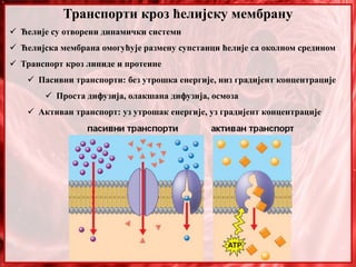 9. Gradja i uloge celijske membrane | PPT