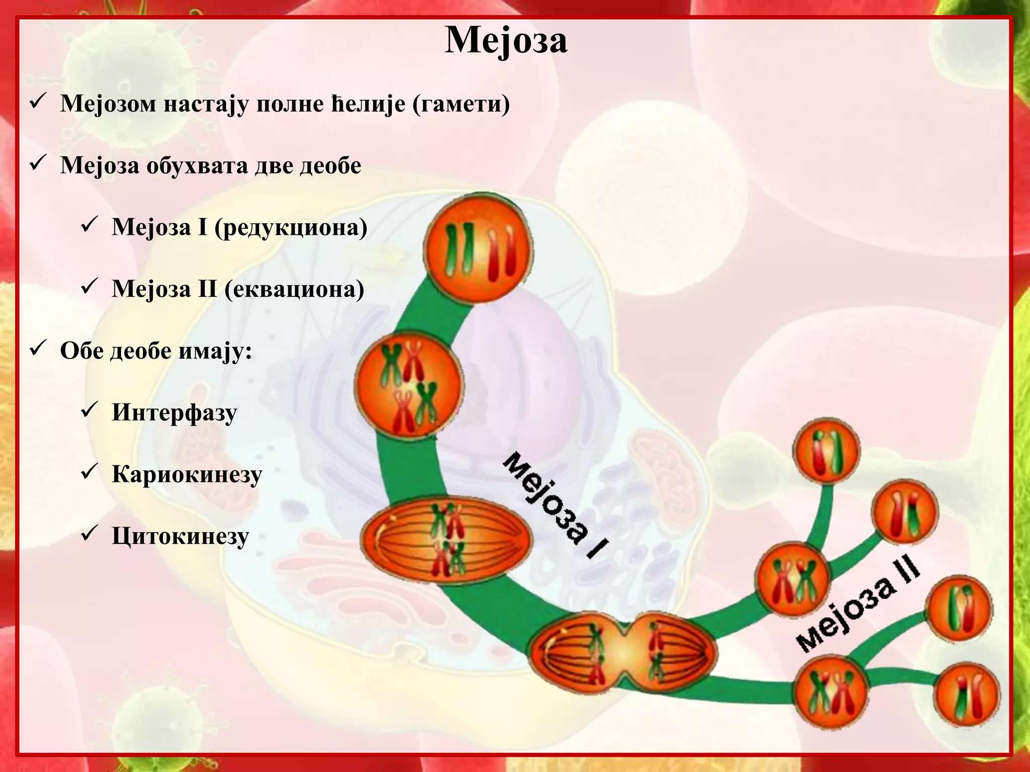 9. Mejoza | PPTX