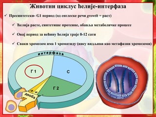 9. Mejoza | PPT