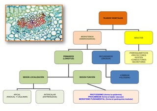 TEJIDOS VEGETALES
MERISTEMOS
(EMBRIONARIOS)
ADULTOS
PRIMARIOS
(LONGITUD)
SEGÚN LOCALIZACIÓN SEGÚN FUNCIÓN
PROTODERMO (forma la epidermis)
PROCAMBIUM (forma el tejido vascular)
MERISTEMO FUNDAMENTAL (forma el parénquima medular)
APICAL
(RADICAL Y CAULINAR)
INTERCALAR
(ENTRENUDOS)
•PARENQUIMÁTICOS
•PROTECTORES
•SOSTÉN
•CONDUCTORES
•SECRETORES
SECUNDARIOS
(GROSOR)
•CÁMBIUM
•FELÓGENO
 