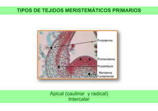 TIPOS DE TEJIDOS MERISTEMÁTICOS PRIMARIOS
Apical (caulinar y radical)
Intercalar
 