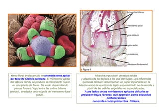 Yema floral en desarrollo en un meristemo apical
del tallo de Clarkia xantiana. El meristemo apical
del tallo es donde se produce el crecimiento nuevo
en una planta de flores. Se están desarrollando
yemas forales ( rojo) entre las axilas foliares
(verde) , alrededor de la cúpula del meristemo foral
(azul) .
Muestra la posición de estos tejidos
y algunos de los tejidos a los que dan lugar. Las influencias
químicas también desempeñan un papel importante en la
determinación de que tipo de tejido especializado se desarrolla a
partir de las células vegetales no especializadas.
A los lados de los meristemos apicales del tallo se
producen hojas jóvenes, que aparecen como pequeñas
protuberancias
conocidas como primordios foliares.
 