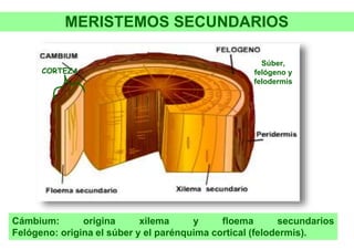 Súber,
felógeno y
felodermis
CORTEZA
Cámbium: origina xilema y floema secundarios
Felógeno: origina el súber y el parénquima cortical (felodermis).
MERISTEMOS SECUNDARIOS
 