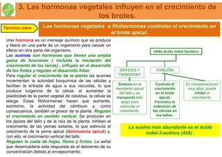 Las hormonas vegetales o fitohormonas controlan el crecimiento en
el brote apical.
3. Las hormonas vegetales influyen en el crecimiento de
los brotes.
Término clave
Una hormona es un mensaje químico que se produce
y libera en una parte de un organismo para causar un
efecto en otra parte del organismo.
Las auxinas son hormonas que tienen una amplia
gama de funciones ( incluida la iniciación del
crecimiento de las raíces) , influyen en el desarrollo
de los frutos y regulan el desarrollo foliar.
Para regular el crecimiento de la planta las auxinas
incrementan la actividad bioquímica de las células y
facilitan la entrada de agua a sus vacuolas, lo que
produce turgencia de la célula: al aumentar la
plasticidad de la pared vegetal de celulosa, la célula se
alarga. Estas fitohormonas hacen que aumente,
asimismo, la actividad del cámbium y, como
consecuencia, también el grosor de la planta. Regulan
el crecimiento en sentido vertical. Se producen en
los ápices del tallo y de la raíz de la planta. Inhiben el
crecimiento de las yemas axilares, lo que estimula el
crecimiento de la yema apical (dominancia apical) y,
con ello, el crecimiento vertical del tallo.
Regulan la caída de hojas, flores y frutos. La señal
que desencadena esta respuesta es el descenso de su
concentración debido al envejecimiento.
FUNCIÓN
(AIA) ácido indol-3acético
SÍNTESIS Y
TRANSPORT
E
Síntesis en el
meristemo apical
del tallo y se
transporta tallo
abajo para
estimular el
crecimiento.
En concentraciones
muy altas, puede
inhibir el
crecimiento.
Controla el
crecimiento
en el brote
apical.
Favorece la
extensión de
las células en
los tallos.
La auxina más abundante es el ácido
indol-3-acético (AIA) .
 
