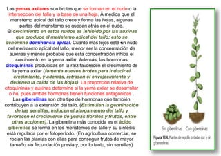 Las yemas axilares son brotes que se forman en el nudo o la
intersección del tallo y la base de una hoja. A medida que el
meristemo apical del tallo crece y forma las hojas, algunas
partes del meristemo se quedan atrás en el nudo.
El crecimiento en estos nudos es inhibido por las auxinas
que produce el meristemo apical del tallo: esto se
denomina dominancia apical. Cuanto más lejos está•un nudo
del meristemo apical del tallo, menor ser la concentración de
auxinas y menos probable que esta concentración inhiba el
crecimiento en la yema axilar. Además, las hormonas
citoquininas producidas en la raíz favorecen el crecimiento de
la yema axilar (fomenta nuevos brotes para inducir el
crecimiento, y además, retrasan el envejecimiento y
detienen la caída de las hojas). La proporción relativa de
citoquininas y auxinas determina si la yema axilar se desarrollar
o no, pues ambas hormonas tienen funciones antagónicas .
Las giberelinas son otro tipo de hormonas que también
contribuyen a la extensión del tallo. (Estimulan la germinación
de las semillas, inducen el alargamiento del tallo y
favorecen el crecimiento de yemas florales y frutos, entre
otras acciones). La giberelina más conocida es el ácido
giberélico se forma en los meristemos del tallo y su síntesis
está regulada por el fotoperíodo. (En agricultura comercial, se
rocían las plantas con ellas para conseguir frutos de mayor
tamaño sin fecundación previa y, por lo tanto, sin semillas)
 