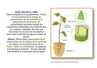 Ácido abscisico o ABA
Efecto antagónico a las giberelinas, inhibe
el crecimiento de la planta, la
germinación de las semillas y el
desarrollo de sus yemas. Su
concentración aumenta cuando las
condiciones ambientales son extremas por
frío, sequía o salinidad. Se cree que
intervienen en el cierre de los estomas
para evitar la pérdida de agua en casos de
sequía.
Etileno, fitohormona responsable de la
maduración de los frutos, de la caída de
las hojas y el envejecimiento de las
flores. Inhibe el crecimiento. Es gaseoso
a temperatura ambiente . Es muy utilizada
para acelerar la maduración de los frutos.
https://es.slideshare.net/jhonnatanstiven159/acido-abscisico
 