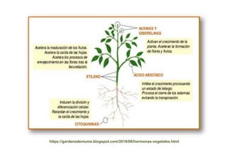 https://gardenadeniums.blogspot.com/2018/08/hormonas-vegetales.html
 