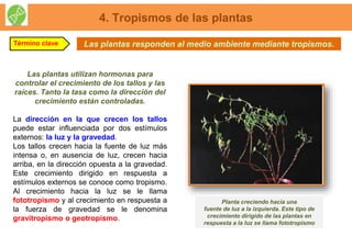 Las plantas responden al medio ambiente mediante tropismos.
4. Tropismos de las plantas
Término clave
Las plantas utilizan hormonas para
controlar el crecimiento de los tallos y las
raíces. Tanto la tasa como la dirección del
crecimiento están controladas.
La dirección en la que crecen los tallos
puede estar influenciada por dos estímulos
externos: la luz y la gravedad.
Los tallos crecen hacia la fuente de luz más
intensa o, en ausencia de luz, crecen hacia
arriba, en la dirección opuesta a la gravedad.
Este crecimiento dirigido en respuesta a
estímulos externos se conoce como tropismo.
Al crecimiento hacia la luz se le llama
fototropismo y al crecimiento en respuesta a
la fuerza de gravedad se le denomina
gravitropismo o geotropismo.
Planta creciendo hacia una
fuente de luz a la izquierda. Este tipo de
crecimiento dirigido de las plantas en
respuesta a la luz se llama fototropismo
 