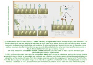 Los experimentos realizados en 1880 por Charles Darwin y su hijo Francis fueron la base de dicho descubrimiento. Los
Darwin observaron que una plántula de gramínea se curva hacia la luz sólo si la punta del coleóptilo, es decir, la vaina
que cubre el vástago de dicha plántula, está presente. Si retiramos la punta o la cubrimos con una funda opaca, no se
produce curvatura. Los Darwin concluyeron que la punta del coleóptilo recibe la luz y envía una señal descendente a
través del coleóptilo a la región que se alarga y curva.
En 1913, el botánico danés Peter Boysen-Jensen descubrió que dicha señal es móvil y puede atravesar agar
permeable, pero no mica impermeable.
En 1926, un holandés recién licenciado, de nombre Fritz Went, retiró puntas de coleóptilos, las puso en bloques de agar
y descubrió que en el agar se acumulaba una sustancia que inducía el crecimiento cuando dichos bloques se situaban en
coleóptilos con las puntas retiradas. Went llamó a esta sustancia auxina (del griego auxein, "aumentar"). Pero Went fue
más allá. Observó que si colocaba el bloque en la mitad de la superficie cortada de la punta, el coleóptilo sólo crecería en
ese lado. Más tarde, en 1931, se determinó que la forma estructural de la auxina era la del ácido indolacético (AIA).
http://fisiolvegetal.blogspot.com/2012/10/auxinas.html
 