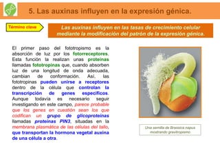 Las auxinas influyen en las tasas de crecimiento celular
mediante la modificación del patrón de la expresión génica.
5. Las auxinas influyen en la expresión génica.
Término clave
El primer paso del fototropismo es la
absorción de luz por los fotorreceptores.
Esta función la realizan unas proteínas
llamadas fototropinas que, cuando absorben
luz de una longitud de onda adecuada,
cambian de conformación. Así, las
fototropinas pueden unirse a receptores
dentro de la célula que controlan la
transcripción de genes específicos.
Aunque todavía es necesario seguir
investigando en este campo, parece probable
que los genes en cuestión sean los que
codifican un grupo de glicoproteínas
llamadas proteínas PIN3, situadas en la
membrana plasmática de las células del tallo,
que transportan la hormona vegetal auxina
de una célula a otra.
Una semilla de Brassica napus
mostrando gravitropismo
 