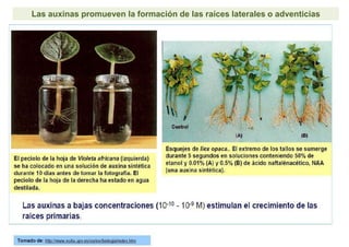 Las auxinas promueven la formación de las raíces laterales o adventicias
 