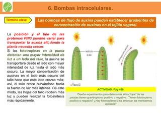 Las bombas de flujo de auxina pueden establecer gradientes de
concentración de auxinas en el tejido vegetal.
6. Bombas intracelulares.
Término clave
La posición y el tipo de las
proteínas PIN3 pueden variar para
transportar la auxina allí‚donde la
planta necesita crecer.
Si las fototropinas en la punta
detectan una mayor intensidad de
luz a un lado del tallo, la auxina se
transportará desde el lado con mayor
intensidad de luz hasta el lado más
oscuro. La mayor concentración de
auxinas en el lado más oscuro del
tallo hace que este lado crezca más;
así, el tallo crece curvándose hacia
la fuente de luz más intensa. De este
modo, las hojas del tallo reciben más
luz y pueden realizar la fotosíntesis
más rápidamente.
Diseña experimentos para determinar si los “ojos” de las
patatas tienen gravitropismo positivo o negativo. .Tienen fototropismo
positivo o negativo? ¿Hay fototropismo si se arrancan los meristemos
apicales?
ACTIVIDAD. Pág 460.
 