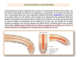 El gravitropismo también depende de la auxina. El crecimiento del tallo hacia arriba y de
las raíces hacia abajo se produce en respuesta a la gravedad. Si se coloca de lado una
raíz, la gravedad hace que unos orgánulos celulares llamados estatolitos se acumulen
en la parte inferior de las células. Esto resulta en la distribución de proteínas PIN3 que
dirigen el transporte de auxinas hacia el fondo de las células. Las altas concentraciones
de auxina inhiben la elongación de las células de la raíz; así, las células de la parte
superior se alargan más que las células de la parte inferior, haciendo que la raíz se doble
hacia abajo. Nótese que el efecto de la auxina es opuesto en el tallo y en la raíz: la
auxina favorece la elongación en el tallo, pero la inhibe en la raíz.
GRAVITROPISMO O GEOTROPISMO
 