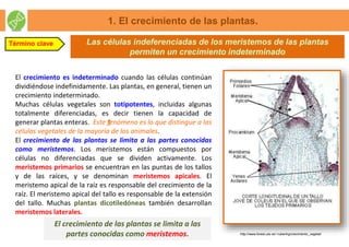 Las células indeferenciadas de los meristemos de las plantas
permiten un crecimiento indeterminado
El crecimiento es indeterminado cuando las células continúan
dividiéndose indefinidamente. Las plantas, en general, tienen un
crecimiento indeterminado.
Muchas células vegetales son totipotentes, incluidas algunas
totalmente diferenciadas, es decir tienen la capacidad de
generar plantas enteras. Este †fenómeno es lo que distingue a las
células vegetales de la mayoría de los animales.
El crecimiento de las plantas se limita a las partes conocidas
como meristemos. Los meristemos están compuestos por
células no diferenciadas que se dividen activamente. Los
meristemos primarios se encuentran en las puntas de los tallos
y de las raíces, y se denominan meristemos apicales. El
meristemo apical de la raíz es responsable del crecimiento de la
raíz. El meristemo apical del tallo es responsable de la extensión
del tallo. Muchas plantas dicotiledóneas también desarrollan
meristemos laterales.
1. El crecimiento de las plantas.
Término clave
El crecimiento de las plantas se limita a las
partes conocidas como meristemos. http://www.forest.ula.ve/~rubenhg/crecimiento_vegetal/
 