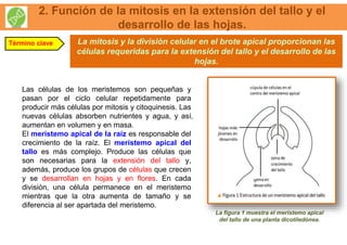2. Función de la mitosis en la extensión del tallo y el
desarrollo de las hojas.
La mitosis y la división celular en el brote apical proporcionan las
células requeridas para la extensión del tallo y el desarrollo de las
hojas.
Término clave
Las células de los meristemos son pequeñas y
pasan por el ciclo celular repetidamente para
producir más células por mitosis y citoquinesis. Las
nuevas células absorben nutrientes y agua, y así‚
aumentan en volumen y en masa.
El meristemo apical de la raíz es responsable del
crecimiento de la raíz. El meristemo apical del
tallo es más complejo. Produce las células que
son necesarias para la extensión del tallo y,
además, produce los grupos de células que crecen
y se desarrollan en hojas y en flores. En cada
división, una célula permanece en el meristemo
mientras que la otra aumenta de tamaño y se
diferencia al ser apartada del meristemo.
La figura 1 muestra el meristemo apical
del tallo de una planta dicotiledónea.
 