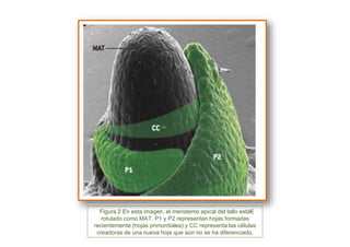 Figura 2 En esta imagen, el meristemo apical del tallo está€
rotulado como MAT. P1 y P2 representan hojas formadas
recientemente (hojas primordiales) y CC representa las células
creadoras de una nueva hoja que aún no se ha diferenciado.
 
