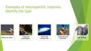 Examples of interespecific relations.
Identify the type
Wolf and vultur
Frog and
grasshopper
Shark and
remora fish
Anemone and
clownfish
Tick in dogs
 