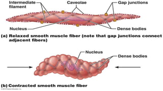 Smooth Muscle
• Involuntary in function
• Cells are not striated
• Fibers smaller than those in skeletal muscle
• Spindle-shaped; single, central nucleus
• More actin than myosin
• No sarcomeres
– Not arranged as symmetrically as in
skeletal muscle, thus NO striations.
• Caveolae: indentations in sarcolemma;
– May act like T tubules
• Dense bodies instead of Z disks
– Have noncontractile intermediate filaments
• Slow, wave-like contractions
 