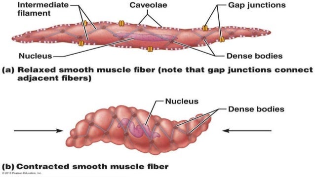 9. smooth muscle lecture 4