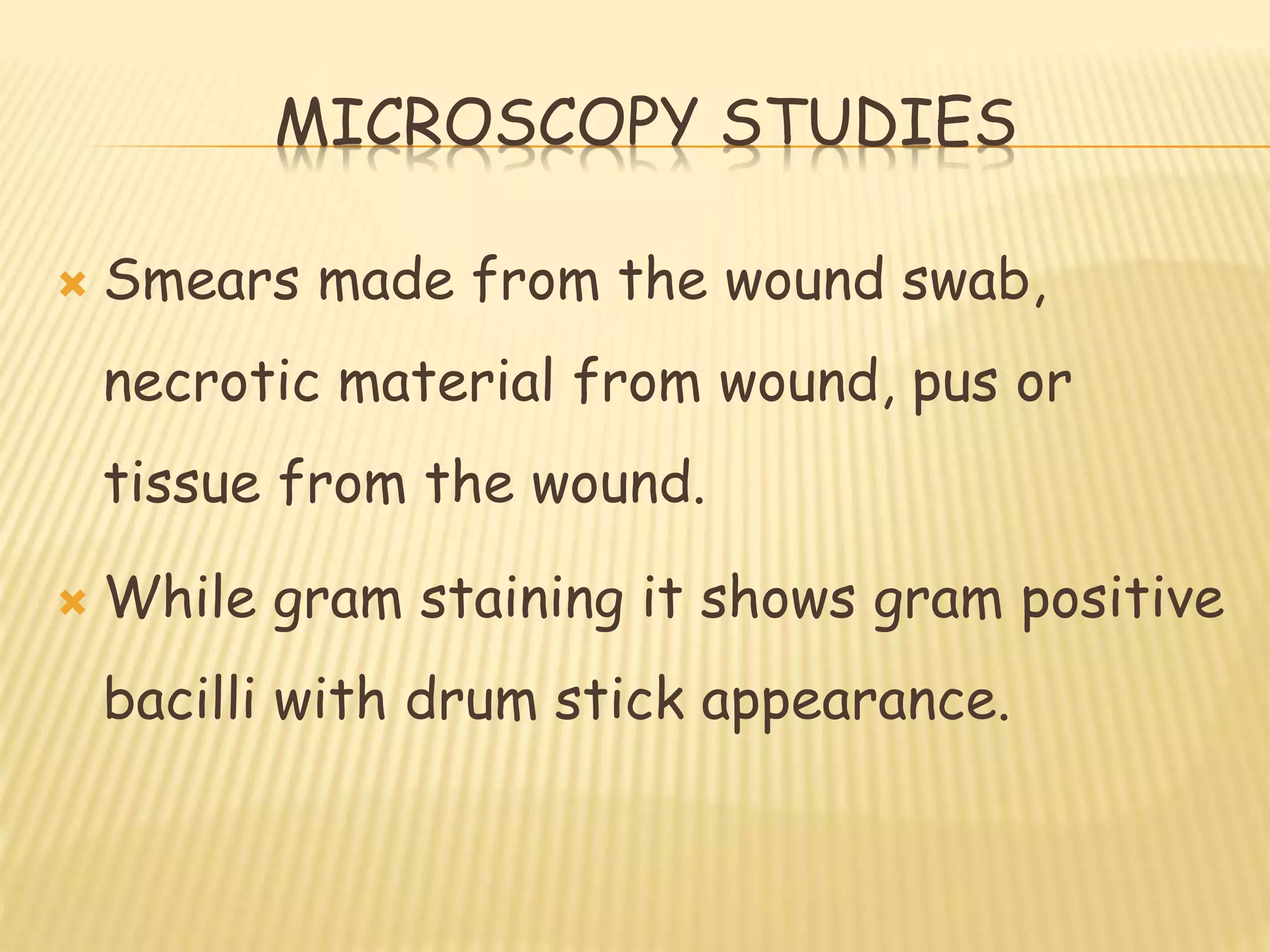 MICROSCOPY STUDIES
 Smears made from the wound swab,
necrotic material from wound, pus or
tissue from the wound.
 While gram staining it shows gram positive
bacilli with drum stick appearance.
 