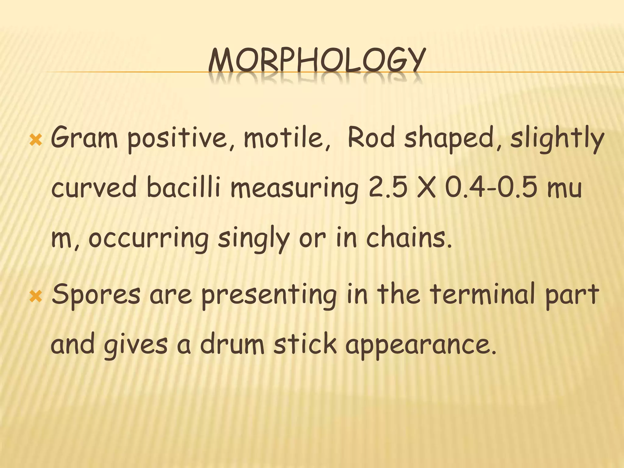 MORPHOLOGY
 Gram positive, motile, Rod shaped, slightly
curved bacilli measuring 2.5 X 0.4-0.5 mu
m, occurring singly or in chains.
 Spores are presenting in the terminal part
and gives a drum stick appearance.
 