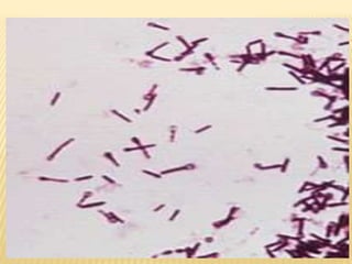9. clostridium tetani | PPT