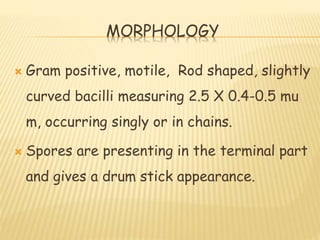 Motile Rods 9. clostridium tetani | PPTX