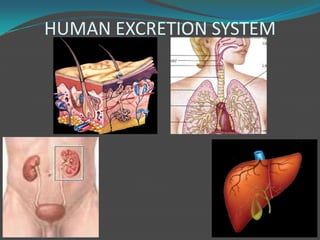HUMAN EXCRETION SYSTEM
 