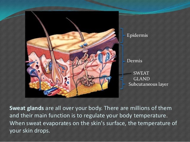 9 1. Human Excretion System