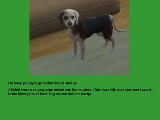 De twee puppy’s groeiden ook al snel op.  Allebei waren ze grappige mixen van hun ouders. Kate was wit, met een soort zwart-bruin kleedje over haar rug en een donker oortje. 