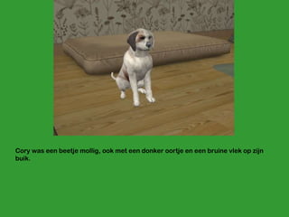 Cory was een beetje mollig, ook met een donker oortje en een bruine vlek op zijn buik. 