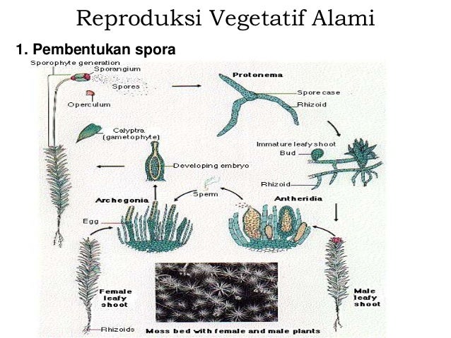 9 2. sistem reproduksi 9 2. sistem reproduksi