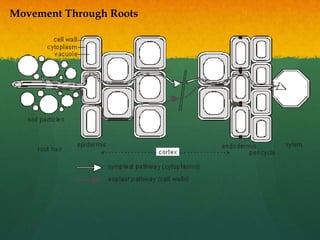 Movement Through Roots
 
