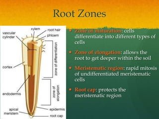  Zone of maturation: cells
  differentiate into different types of
  cells
 Zone of elongation: allows the
  root to get deeper within the soil
 Meristematic region: rapid mitosis
  of undifferentiated meristematic
  cells
 Root cap: protects the
  meristematic region
 