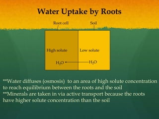 Water Uptake by Roots
                     Root cell        Soil




                  High solute    Low solute


                      H2O            H2O



**Water diffuses (osmosis) to an area of high solute concentration
to reach equilibrium between the roots and the soil
**Minerals are taken in via active transport because the roots
have higher solute concentration than the soil
 