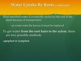 Water Uptake By Roots (continued)

Most absorbed water is eventually drawn to the rest of the
 plant because of transpiration

      -as water exits the leaves it must be replaced

To get water from the root hairs to the xylem, there
  are two possible methods
-apoplast or symplast
 
