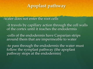 Apoplast pathway

-water does not enter the root cells
  -it travels by capillary action through the cell walls
  of the cortex until it reaches the endodermis
  -cells of the endodermis have Casparian strips
  around them that are impermeable to water
  -to pass through the endodermis the water must
  follow the symplast pathway (the apoplast
  pathway stops at the endodermis)
 