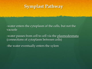 Symplast Pathway



-water enters the cytoplasm of the cells, but not the
vacuole

-water passes from cell to cell via the plasmodesmata
(connections of cytoplasm between cells)

-the water eventually enters the xylem
 