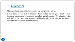 2. Osteocytes
 The present data suggest that osteocytes are very proprioceptive.
 It has been shown that mechanical strain within physiological limits causes
increased expressions of glucose-6-phosphate dehydrogenase, 3H-urinidine, c-fos
and IGF in the osteocytes measured within 6hr after application of intermittent
loading at physiological strain magnitude.
19
 