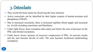 3. Osteoclasts
 They resorb the bone matrix by dissolving the bone minerals.
 Active osteoclasts can be identified by their higher content of tartrate-resistant acid
phosphatase (TRAP).
 Due to increased vascularity, there is increased capillary blood supply and increased
no. of cells including osteoclasts and fibroblasts.
 Under light forces, bone resorption takes place just below the area of pressure on the
PDL side (frontal resorption).
 Under heavy forces, because of excessive compression of PDL, its necrosis results
and the area become devoid of cells. The area becomes hyalinised (undermining
resorption).
20
 