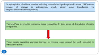 Phosphorylation of cellular proteins including extracellular signal-regulated kinases (ERK) occurs
because of changes in cytoskeleton, which trigger signal transduction via
integrins/fibronectin/kinase pathway.
The MMP are involved in connective tissue remodelling by their action of degradation of matrix
components.
These matrix degrading enzymes increase in pressure areas around the tooth subjected to
orthodontic forces.
25
 