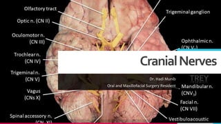 CranialNerves
Dr. Hadi Munib
Oral and Maxillofacial Surgery Resident
TREYresearch
 